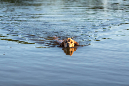 Happy golden retriever swimming in the lakeの写真素材