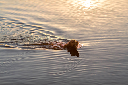 Happy wet dog swimming in the lakeの写真素材
