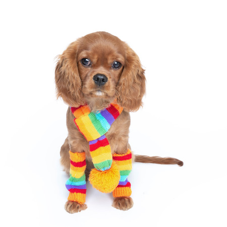 Cute dog in colorful scarf isolated on white backgroundの写真素材