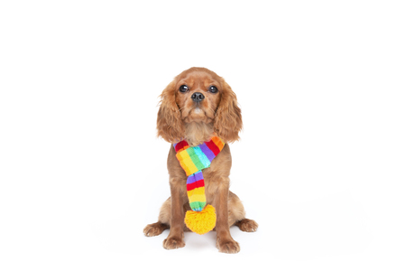 Cute dog in colorful scarf looking up isolated on white backgroundの写真素材
