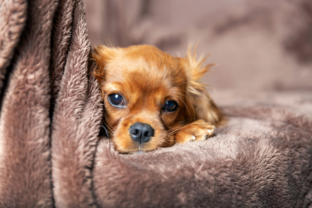 Cute puppy lying on the warm blanketの写真素材