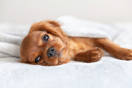 Cute puppy relaxing under the soft blanketの写真素材