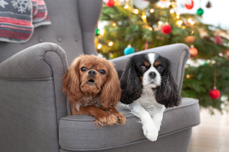 Two cute dogs on the armchair with christmas tree in a backgroundの写真素材