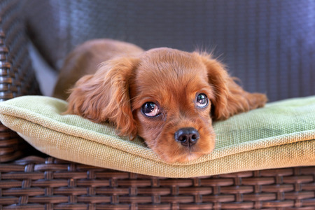 Cute puppy lying on the garden chairの写真素材