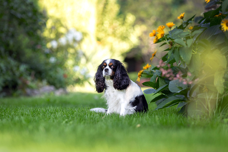 Cute dog sitting on the grass in the gardenの写真素材