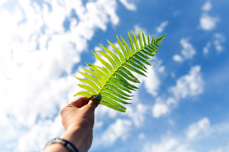 Female hand holding green fern on the blue sky backgroundの写真素材