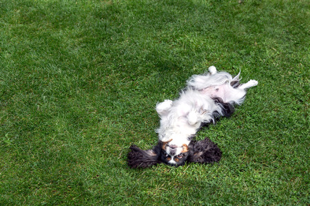 Happy dog lying upside down and fooling around on the grassの写真素材