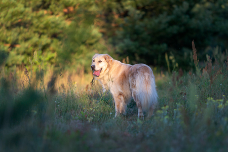 Beautiful golden retriver on a walk in the summer forestの写真素材