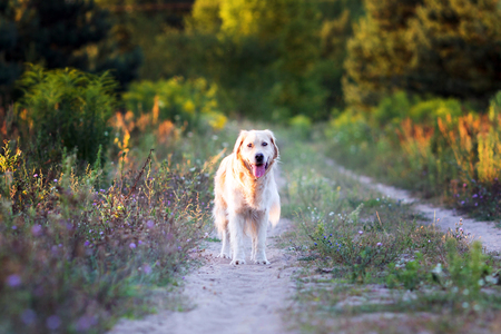 Happy golden retriever standing on the path in the forestの写真素材