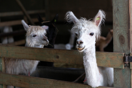 Cute alpacas in the barnの写真素材