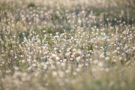 Dandelions on the meadow in sunset lightの写真素材