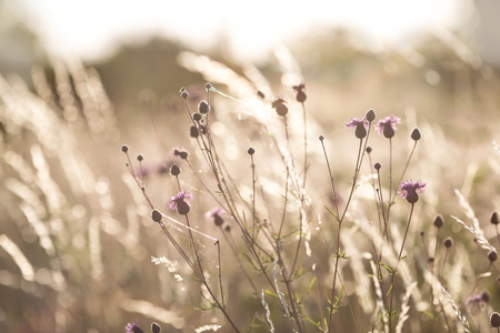 Thistle growing on the meadow in beautiful sunset lightの写真素材
