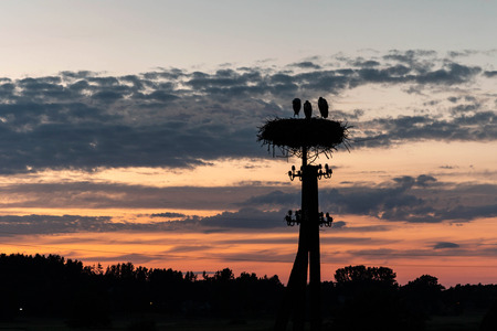 Family of storks in their nest during sunset, Biebrza National Parkの写真素材
