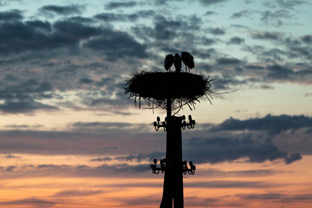 Family of storks in their nest during sunset, Biebrza National Parkの写真素材