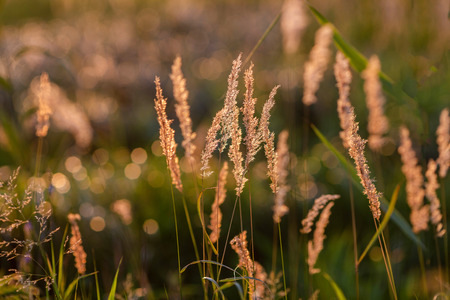 Summer meadow in sunset light