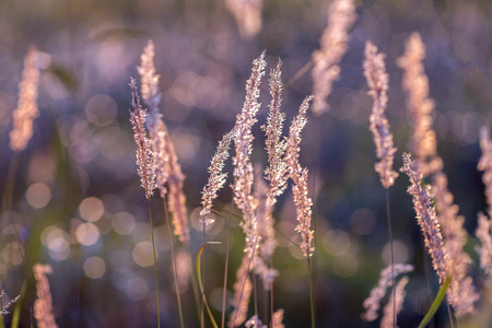 Summer meadow in sunset lightの写真素材