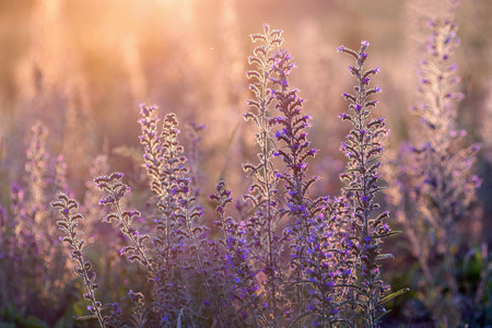Summer meadow in sunset light