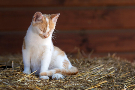 Cute kitten sitting and sleeping on the hay baleの写真素材