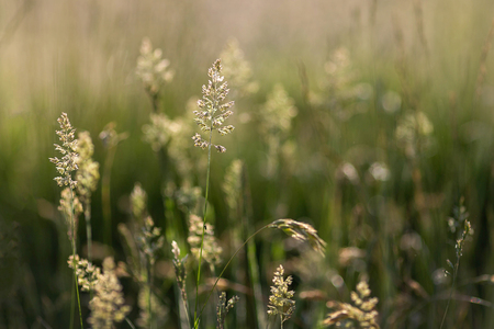 Grass in the light of sunsetの写真素材