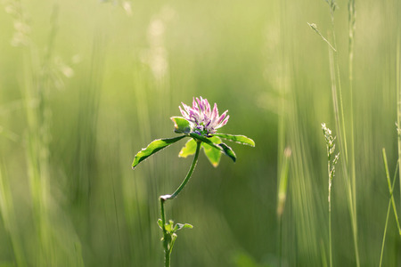 Red clover in the grass in the sunny dayの写真素材