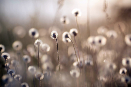 Dandelions on the meadow in sunset light