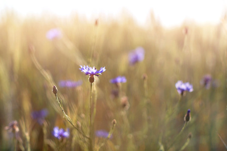 Cornflower in the meadow in sunset light