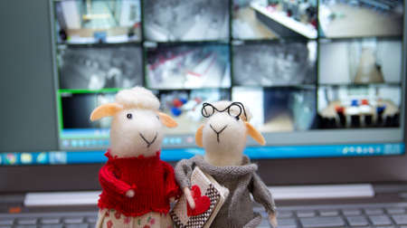 A sheep model wearing clothes looking at a computer in front of a computer.の写真素材