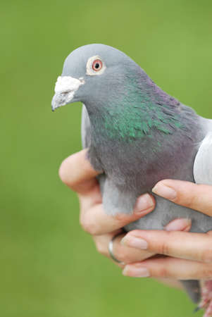 Hero pigeon of womanの写真素材