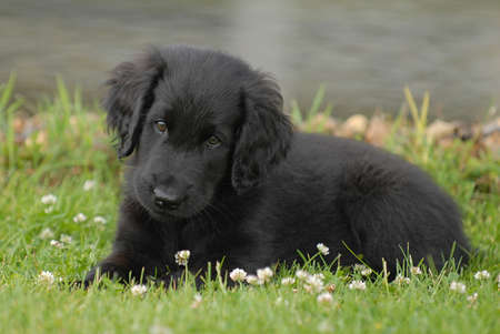 8 weeks old Flat Coated Retriever puppyの写真素材