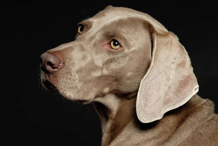 Studio portrait of Weimaranersの写真素材