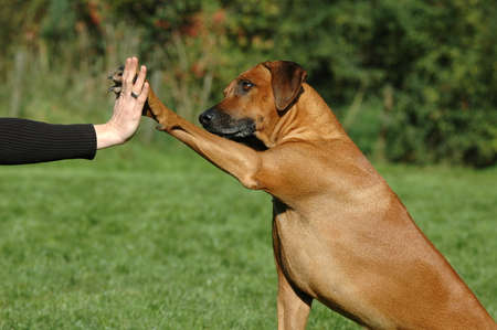 Handshake between man and dogの写真素材