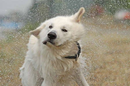 white shepherd dog shakes water out of his furの写真素材