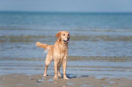 Golden Retriever Ruede standing on the beachの写真素材