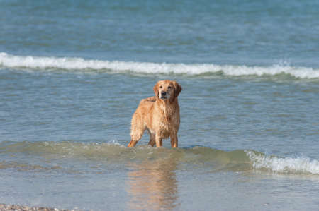 Golden Retriever Ruede standing in the seaの写真素材
