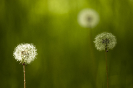 Fluffy round dandelion, lit by sunlight on a green background with a beautiful bokeh. Composition on a green background.の写真素材