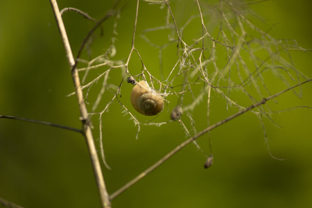 The sun illuminates a cochlea in a light shell on the branch of the bush. Composition on a green background.の写真素材