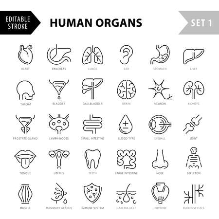 Organs, anatomy flat line icons set. Human bones, stomach, brain, heart, bladder, nervous system vector illustrations. Outline pictograms for medical clinicのイラスト素材