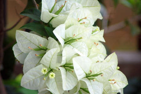 Hawaiian Flowers from the big island of Hawaii