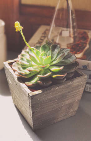 Succulent plantの素材