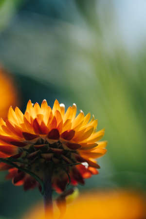QUEBEC, QC - CANADA JULY 2017 - Macro photography of a unique orange flower taken from below with very shallow depth of field.のeditorial素材