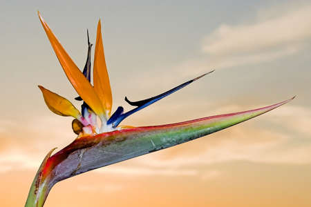 A beautiful strelitzia flower