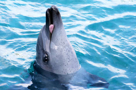 A dolphin showing it's tongueの写真素材