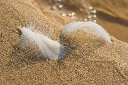 two small white feathers on the sand at the oceanの写真素材