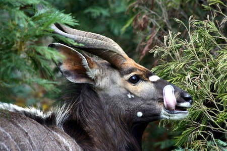 A nyala ram eating leaves from a treeの写真素材