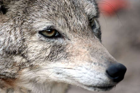 Close up of the face of a black backed jackal