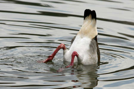 An egyptian goose looking for foodの写真素材