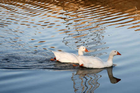 A pair of white ducks swimming on tranquil waterの写真素材