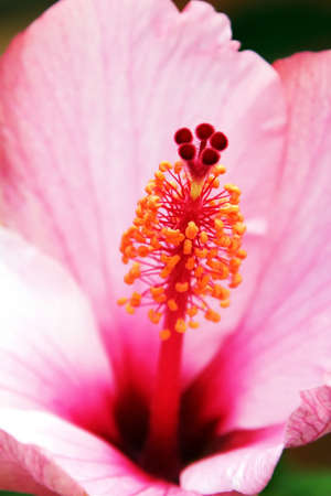 Close up of a pink Hibiscus flowerの写真素材