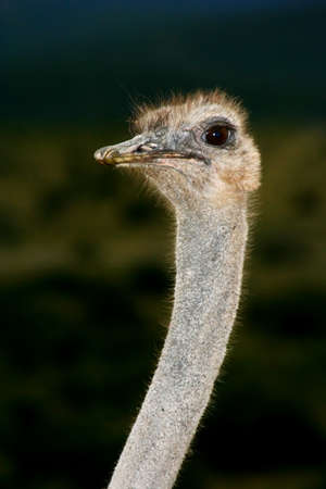 Portait of an African ostrich