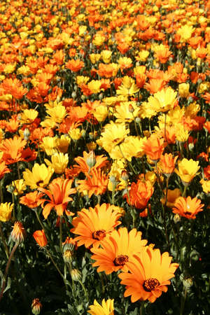 Bed of orange and yellow Namaqualand daisiesの写真素材